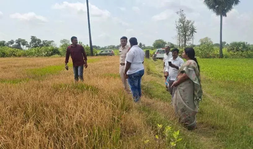 Farmer श्रीदेवी की 5.14 एकड़ धान की फ़सल खरपतवारनाशक से बर्बाद; 5 लाख रुपये का नुकसान